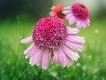 50 Seeds Echinacea Rainbow Sherbet Coneflower Mixed Orange Pink Blooms Perennial Hardy Pollinator Easy Grow Drought Tolerant