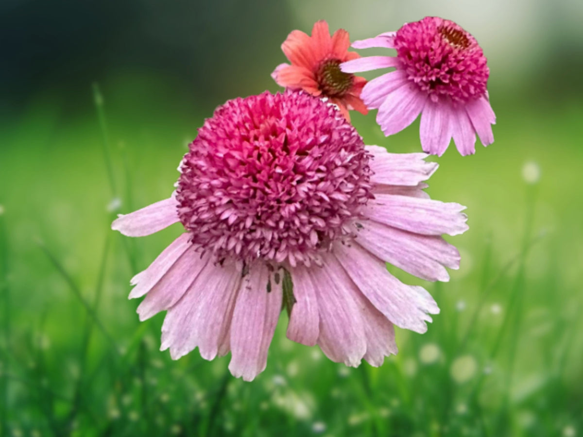 50 Seeds Echinacea Rainbow Sherbet Coneflower Mixed Orange Pink Blooms Perennial Hardy Pollinator Easy Grow Drought Tolerant