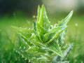 1 Live Plant Faucaria tigrina Tiger Jaws Spiky Toothed Succulent Starter for Patio Indoor Décor