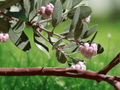 5 Seeds Arctostaphylos pungens Mexican Manzanita Evergreen Shrub