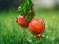 2 Tissue Culture Plant Plugs Salavatsky Pomegranate (Punica sp.)