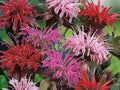 100 Seeds Purple Pink White Bee Balm Monarda Didyma Mix Perennial Fragrant Pollinator Flower Attracts Bees Butterflies Hummingbirds Garden