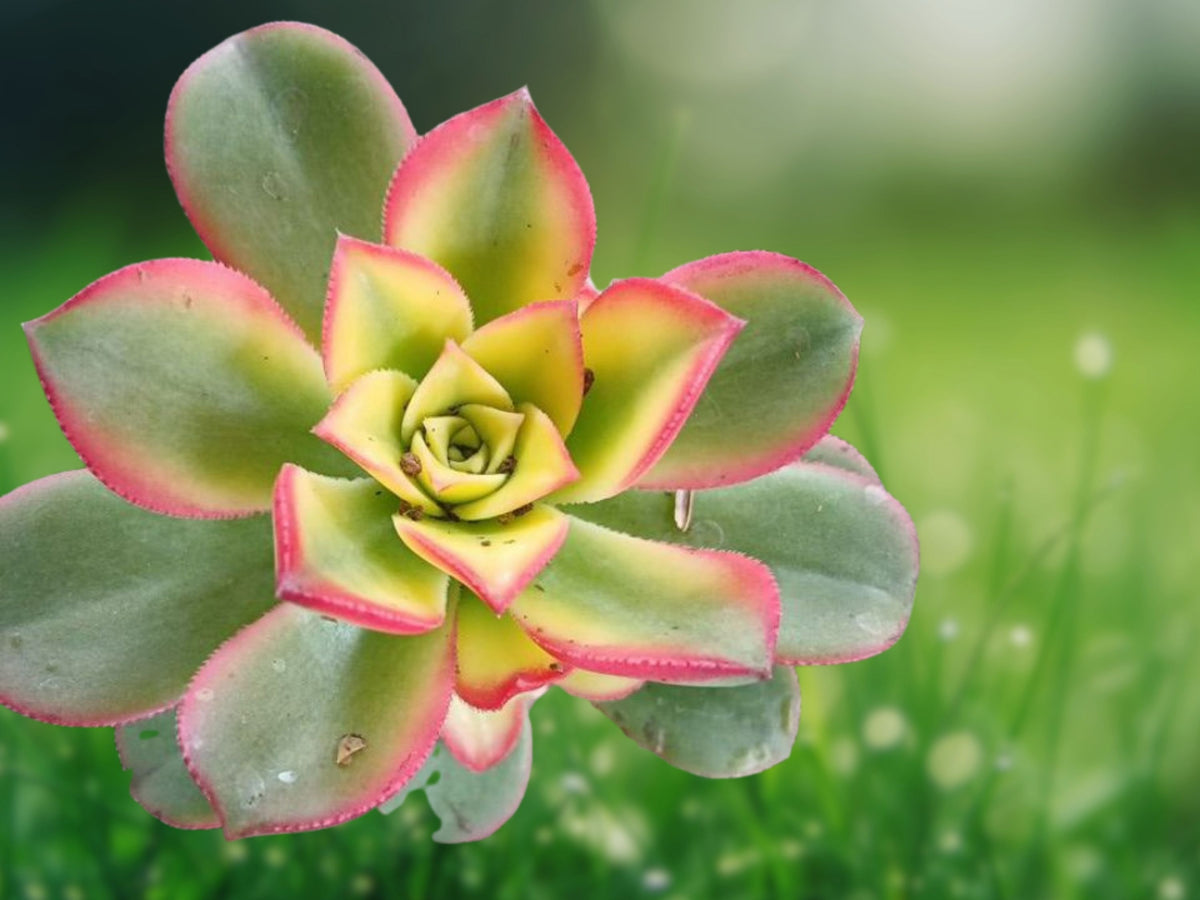 1 Live Plant Aeonium 'Kiwi' Succulent Tri-Color Rosette Starter Indoor Garden Patio Decor Houseplant