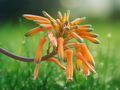 5 Seeds Aloe striata Coral Aloe Succulent Striking Foliage