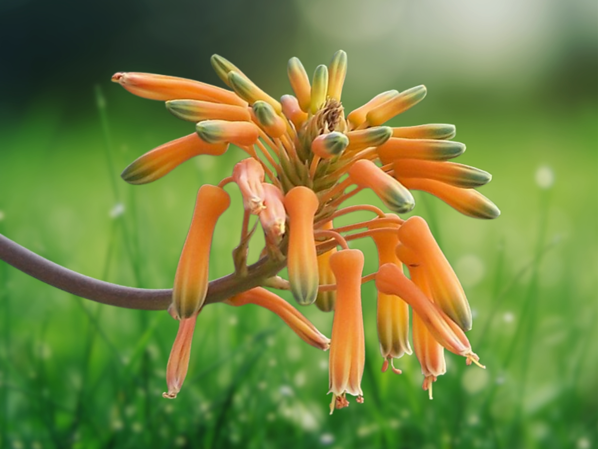 5 Seeds Aloe striata Coral Aloe Succulent Striking Foliage