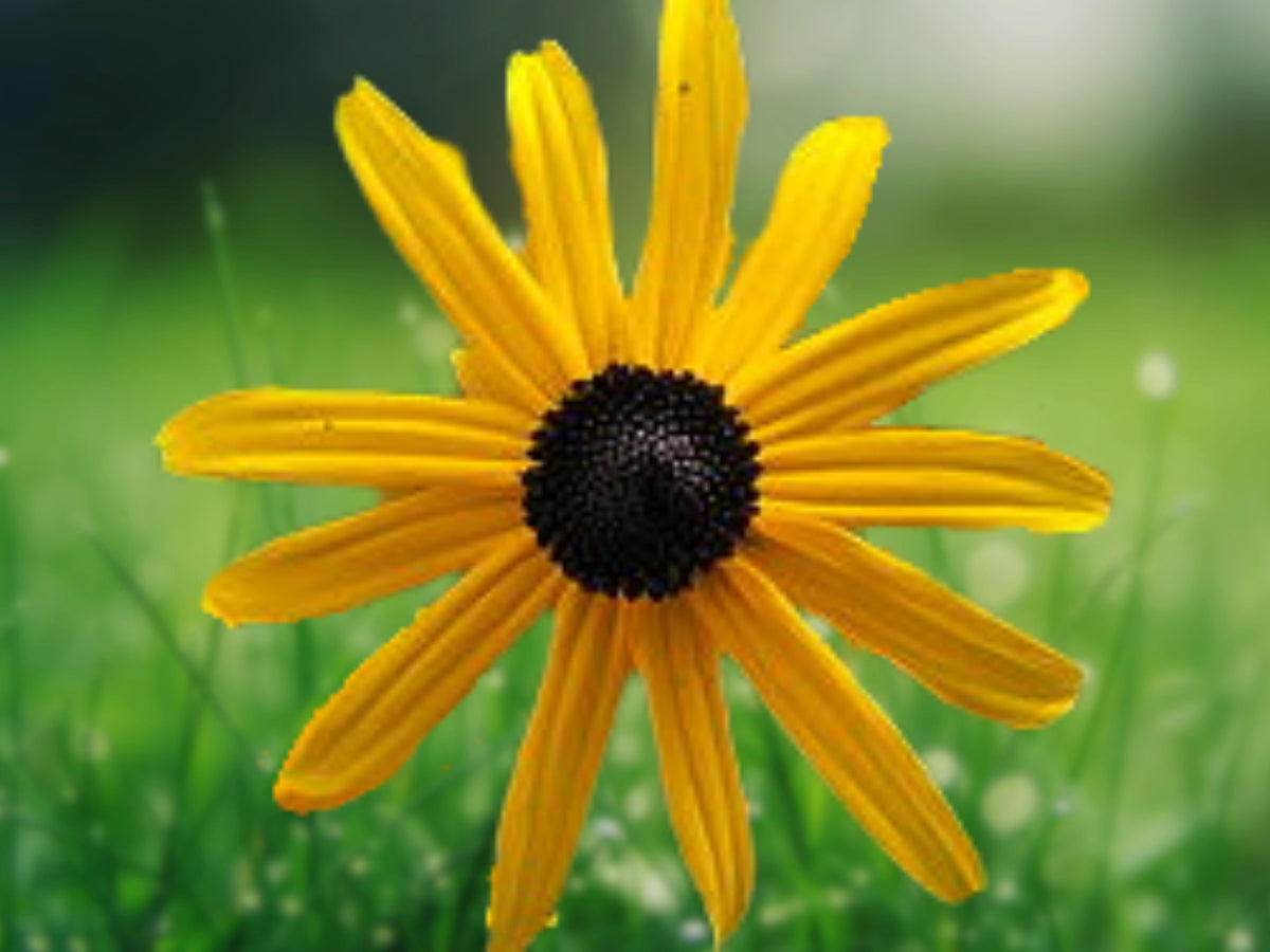 50 Seeds Ozark Gold Coneflower Hardy Perennial Echinacea paradoxa Yellow Blooms Butterflies