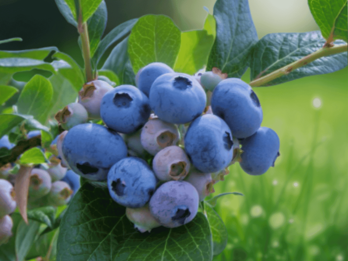 5 Live Plants Top Hat Dwarf Blueberry Vaccinium angustifolium Compact Edible Fruit