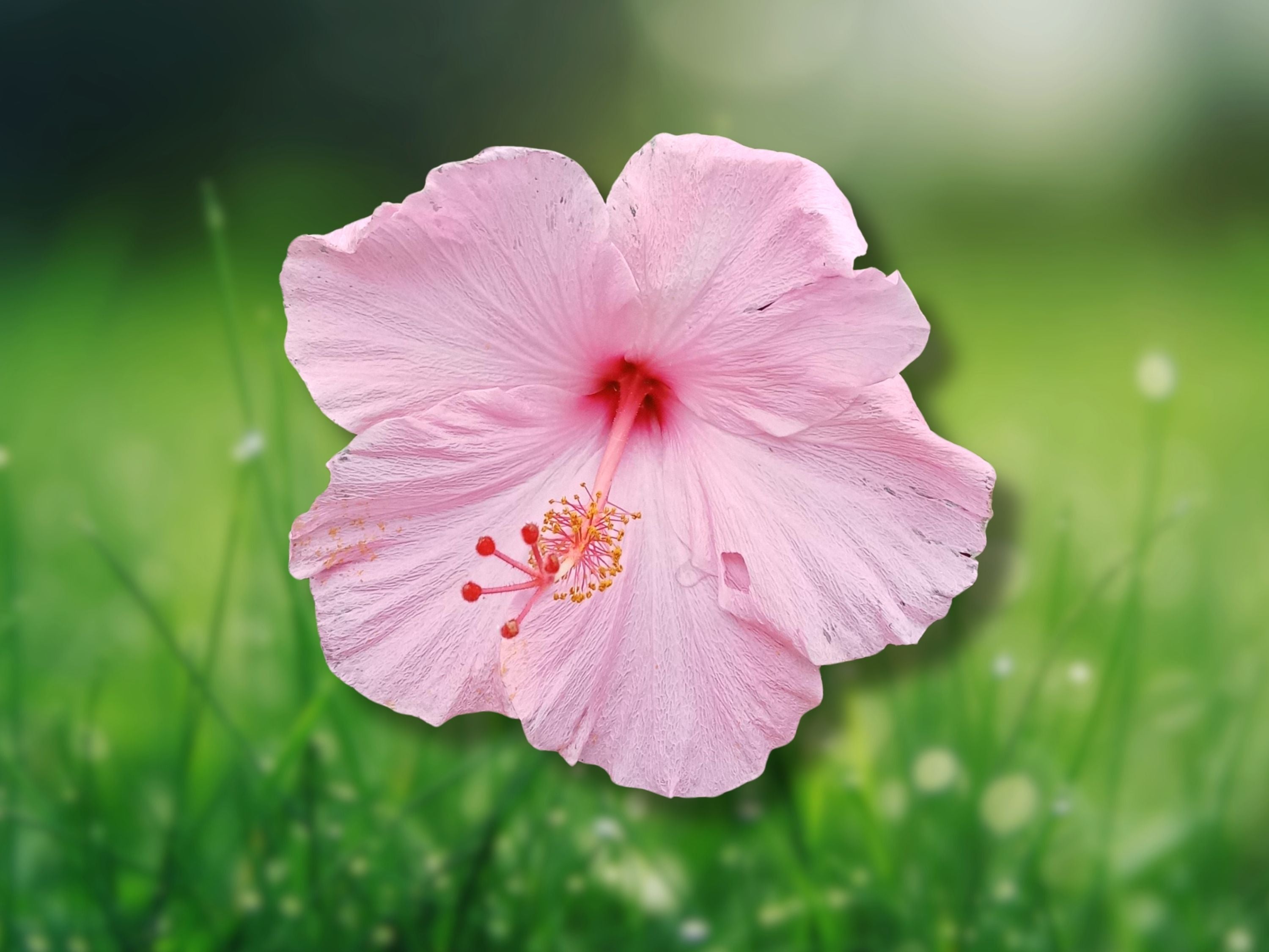 1 Live Plant Seminole Pink Hibiscus Starter Plant 5 Inches