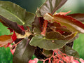 1 Live Plant Angel Wing Begonia Torch Pink - 10-12 Inch Tall, 4 Inch Pot