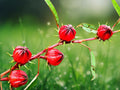 25 Seeds Roselle Hibiscus sabdariffa Heirloom Edible Leaves & Flowers Tea Garden