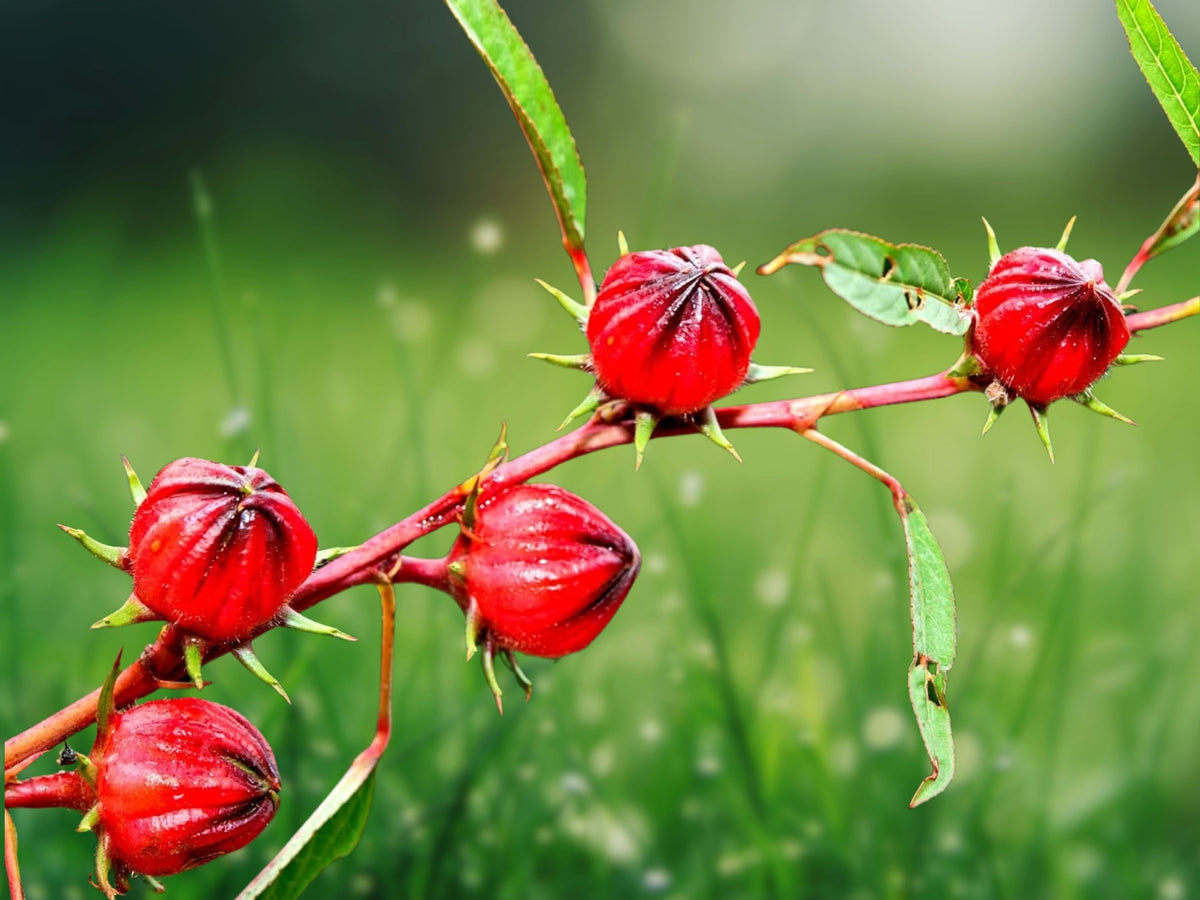 25 Seeds Roselle Hibiscus sabdariffa Heirloom Edible Leaves & Flowers Tea Garden