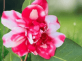 1 Live Plant Governor Mouton Camellia Japonica Starter Plant
