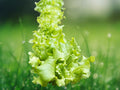 100 Seeds Lettuce Black Seeded Simpson Heirloom Non-GMO Leaf Lettuce Fast Growing Tender Salad Greens for Garden and Containers
