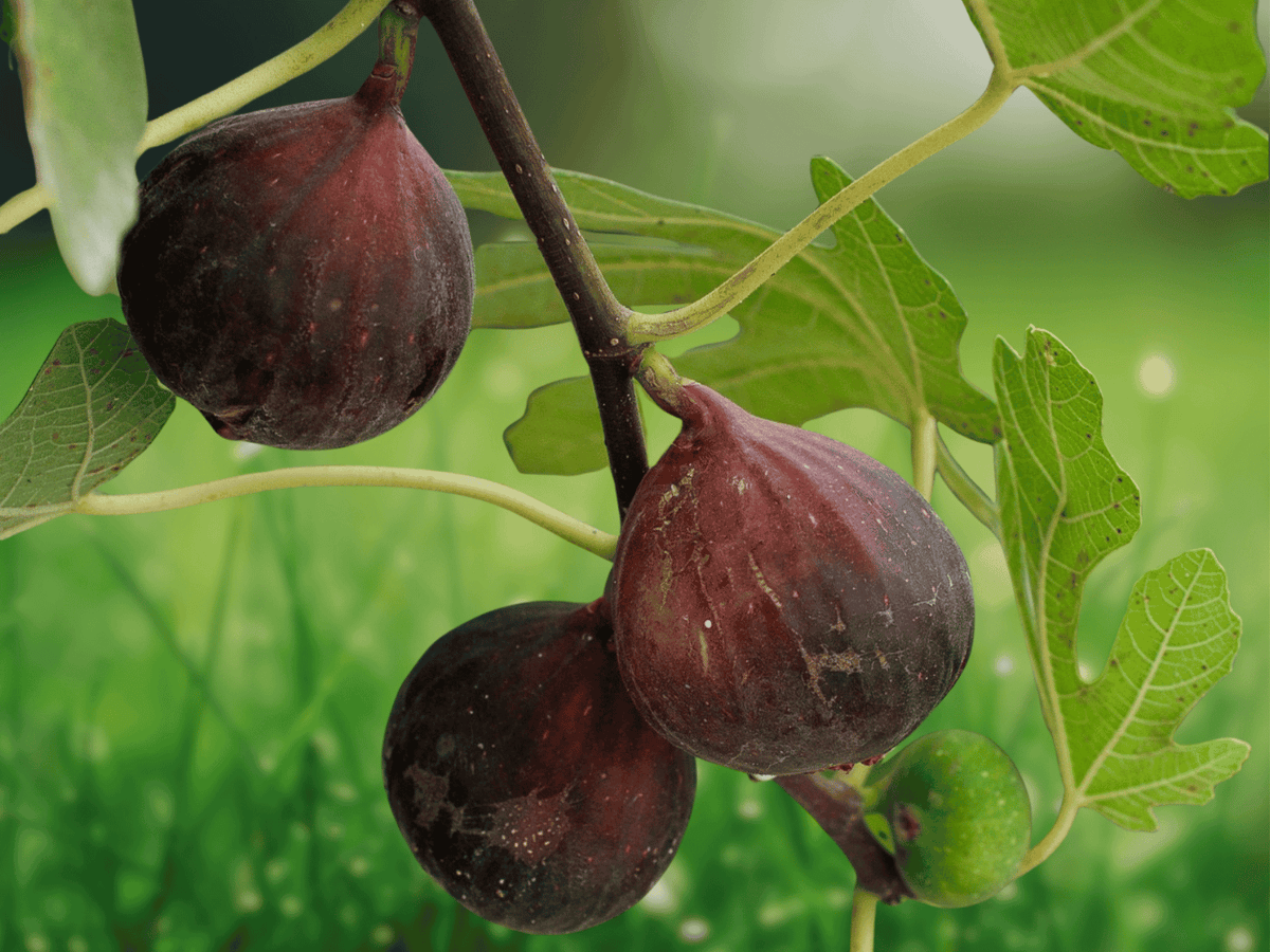 1 Live Plant Celeste Fig Tree Starter Plug Honey Sugar Fig Ficus carica