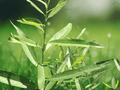 1 Live Bare Root Silky Willow Tree 12" Salix Salicaceae Ornamental Landscape Plant