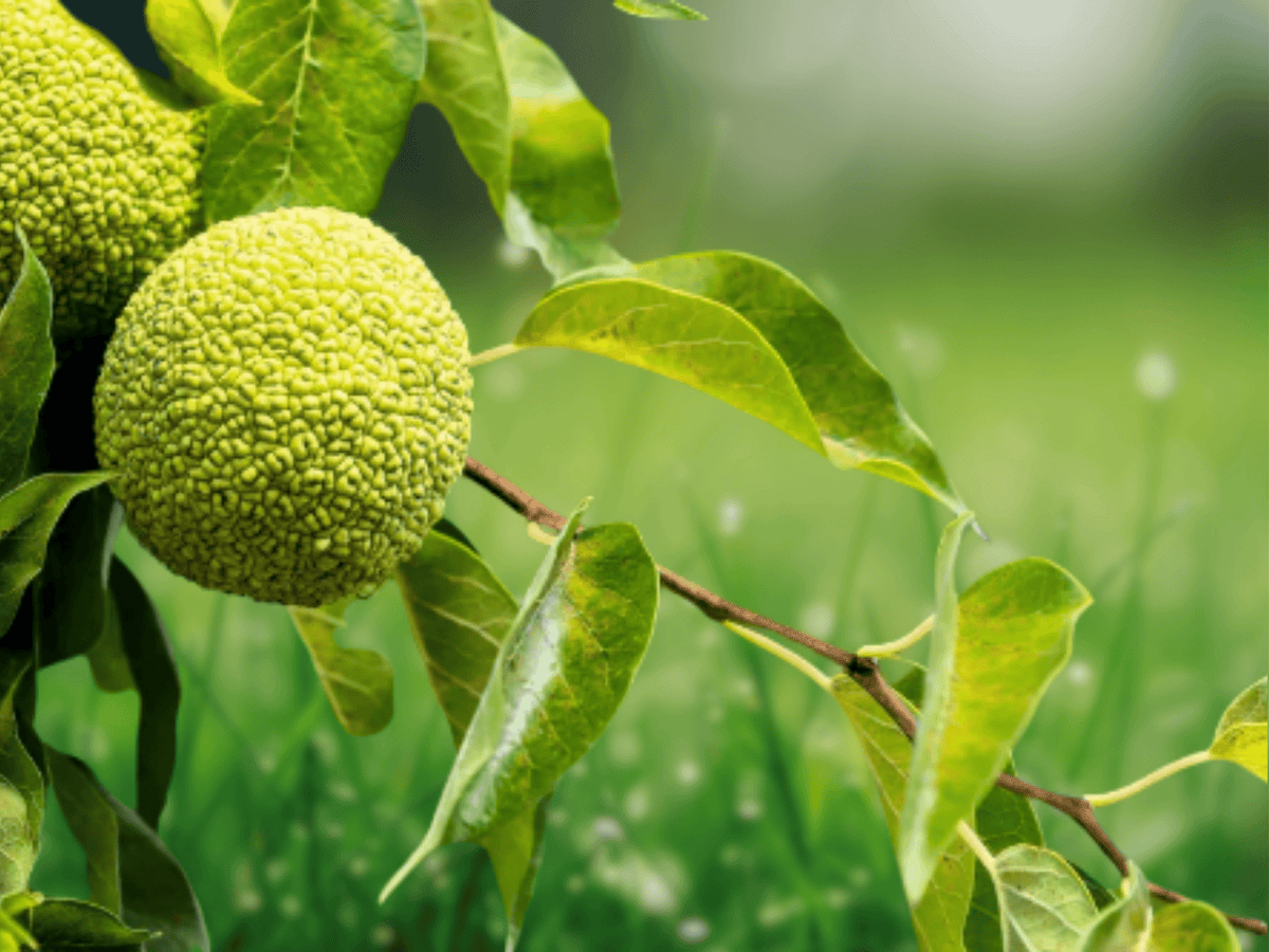 5 Seeds Osage Orange Tree Maclura pomifera Hardy Hedge Tree Seeds