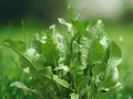 5 Horseradish Bare Roots Armoracia rusticana