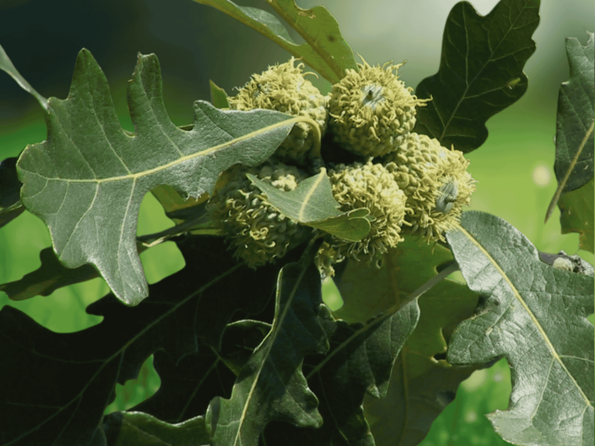 1 Bur Oak Tree 12" Quercus macrocarpa Bare Root Live Plant
