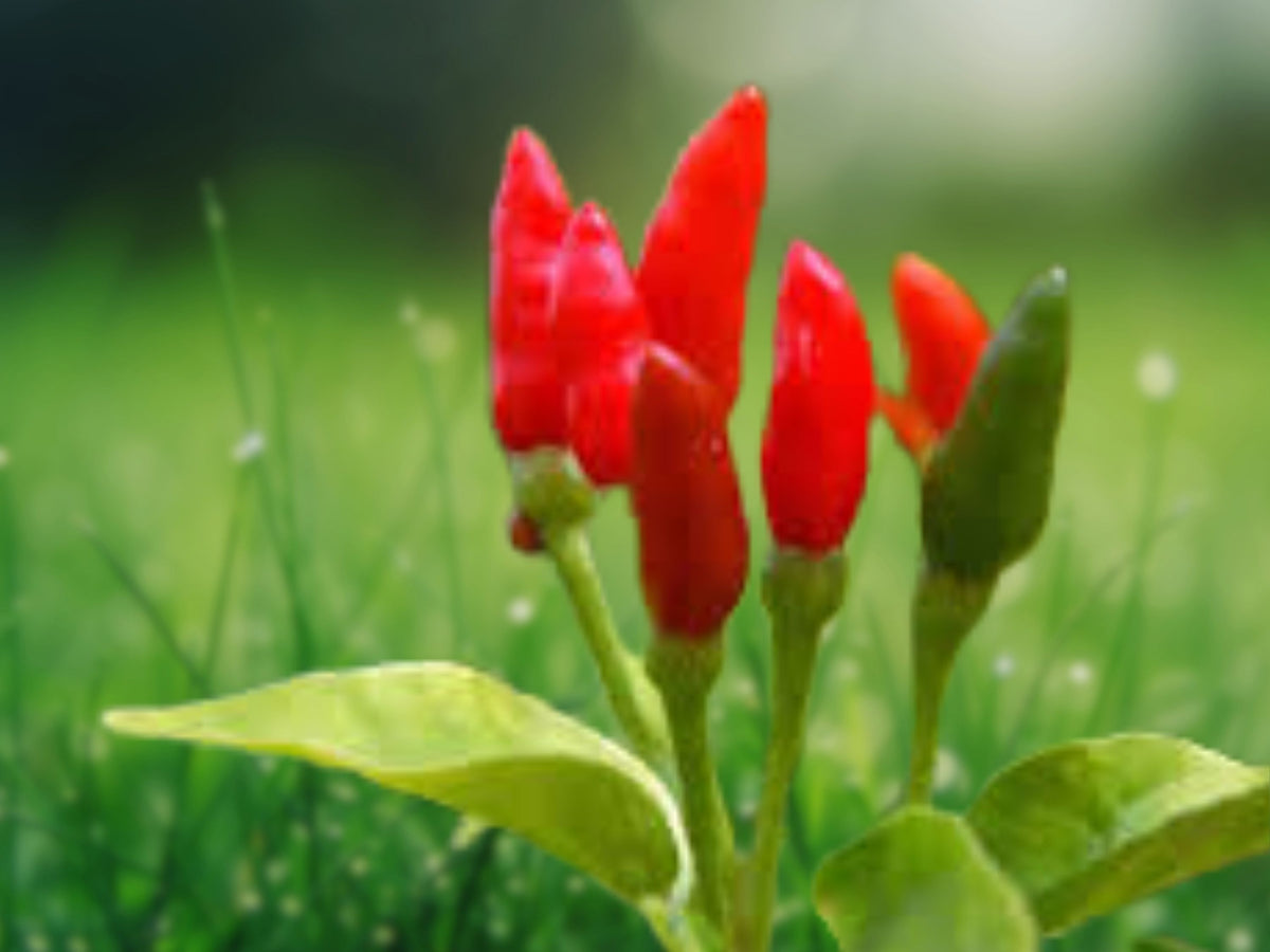 100 Seeds Thai Chili Hot Pepper Heirloom Non GMO Spicy Edible Vegetable Easy Grow Compact Plant Patio Container Garden