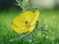 10 Seeds Mexican Prickly Poppy Argemone mexicana Yellow Flower