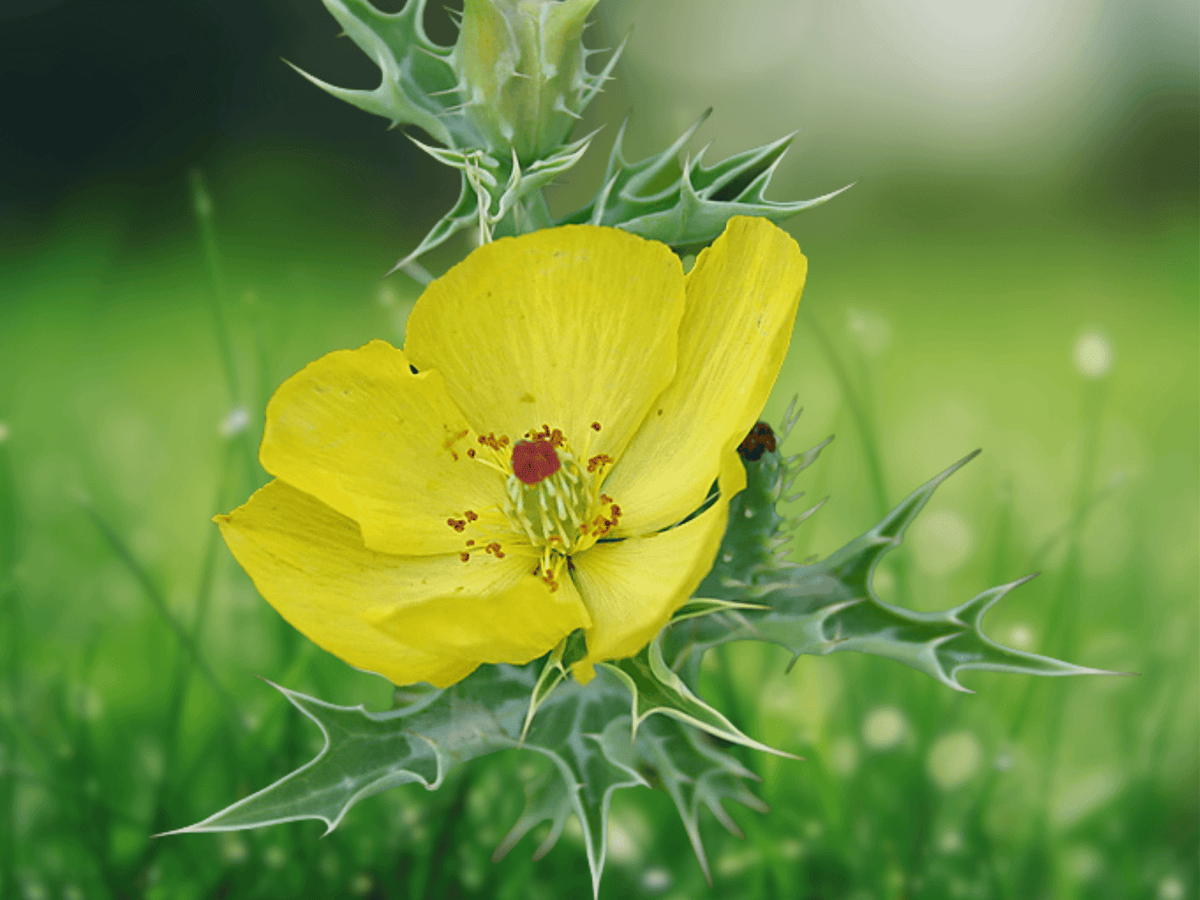 10 Seeds Mexican Prickly Poppy Argemone mexicana Yellow Flower