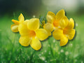 2 Live Plant Yellow Allamanda Starter Plug Size 5-8 Inches