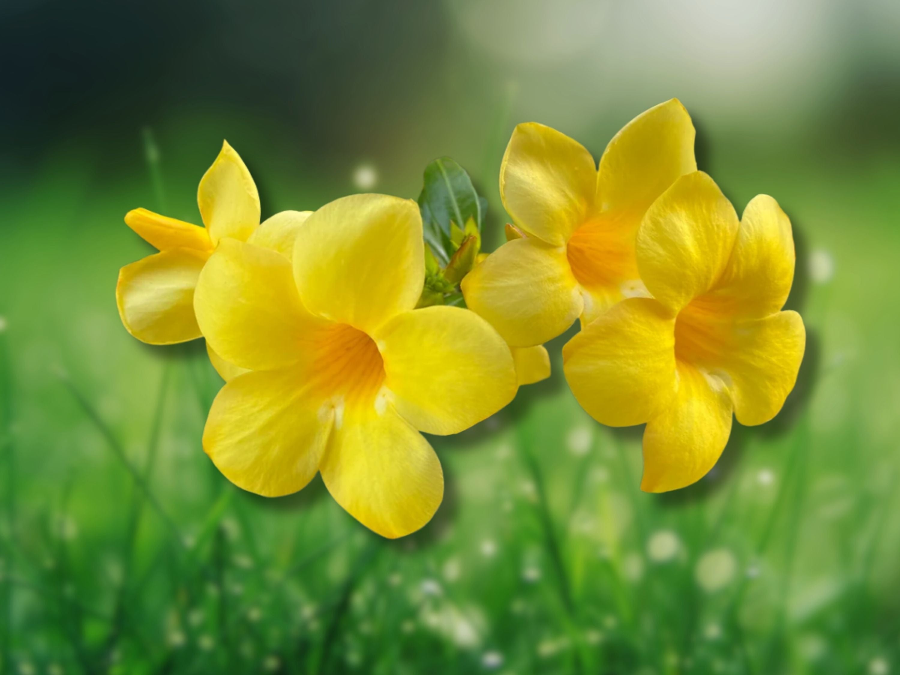 2 Live Plant Yellow Allamanda Starter Plug Size 5-8 Inches