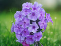 50 Seeds Blueberry Phlox Rare Blue Violet Blooms Easy Grow Perennial Flower Attracts Butterflies Fragrant Garden Border Cottage