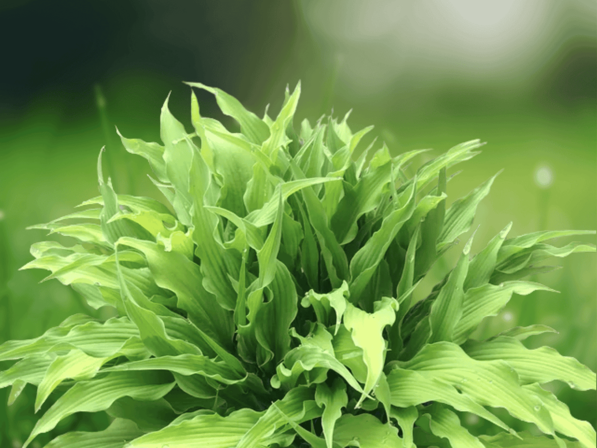 2.5 QT Live Plant Curly Fries Hosta Shade Perennial