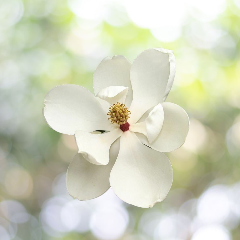 1 Live Plant Southern Magnolia Tree Magnolia grandiflora 6-8 inch Evergreen White Blooms