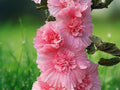 25 Seeds Double Pink Hollyhock Alcea Rosea Tall Biennial Hardy Cottage Garden