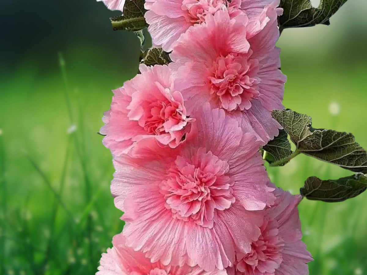 25 Seeds Double Pink Hollyhock Alcea Rosea Tall Biennial Hardy Cottage Garden