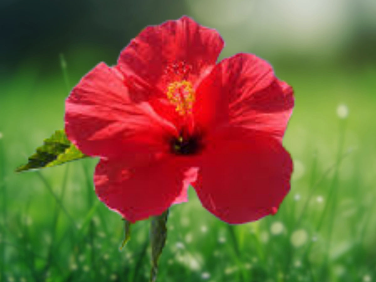 1 Unrooted Cutting Hawaiian Red Hibiscus 2-4 inch Tropical Flowering Shrub Starter for Container Patio