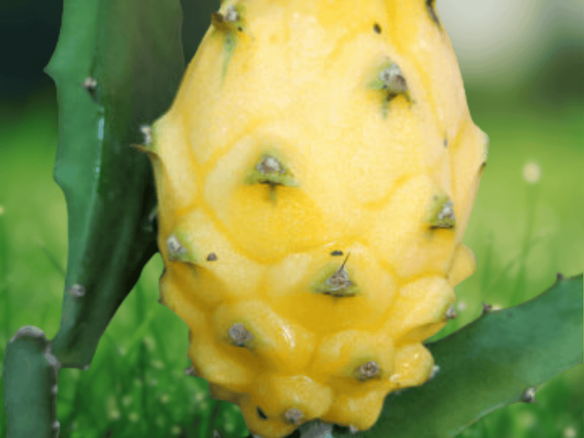 5 Seeds Selenicereus megalanthus Yellow Dragon Fruit Cactus Climbing Epiphytic Succulent Vine