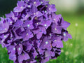 5 Seeds Purple Blue Hydrangea Perennial Flowering Shrub Dual Tone Blooms Hardy Ornamental Garden Patio Container Landscape Balcony