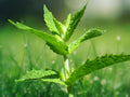 400 Seeds Stevia Rebaudiana Sweet Leaf Herb Perennial Container Garden Culinary