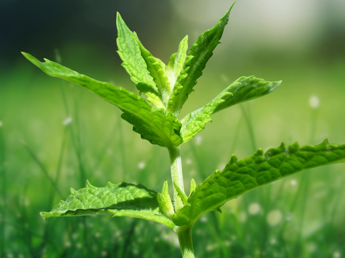 400 Seeds Stevia Rebaudiana Sweet Leaf Herb Perennial Container Garden Culinary