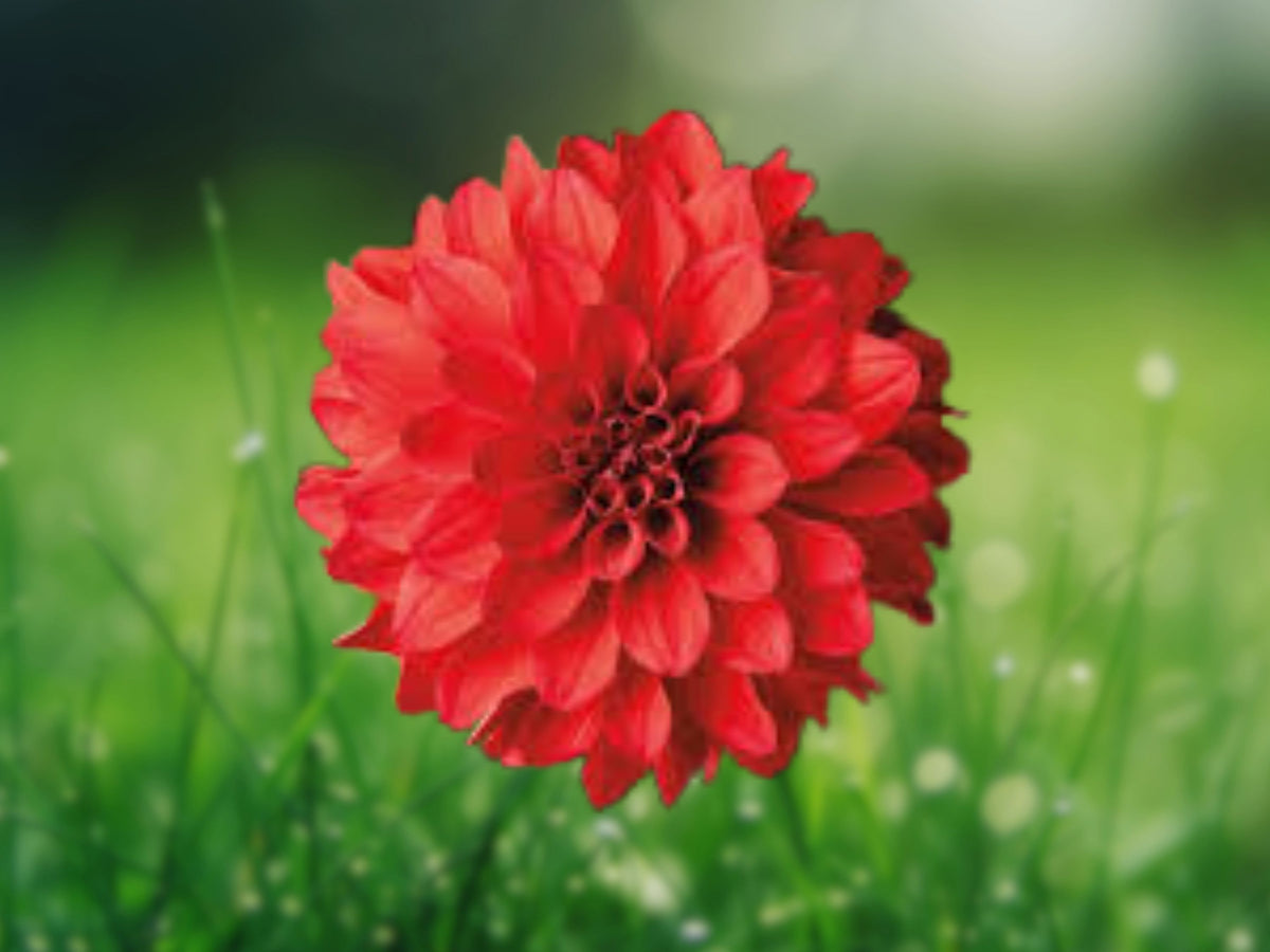 25 Seeds Dahlia Pinnata Species Dahlia Red Yellow Bicolor Easy Grow Ornamental Garden
