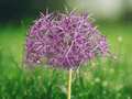 5 Seeds Allium christophii Star of Persia Ornamental Flower Seeds
