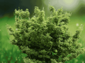 2.5 QT Live Plant Shishigashira Japanese Maple Tree Lions Head Dwarf Ornamental