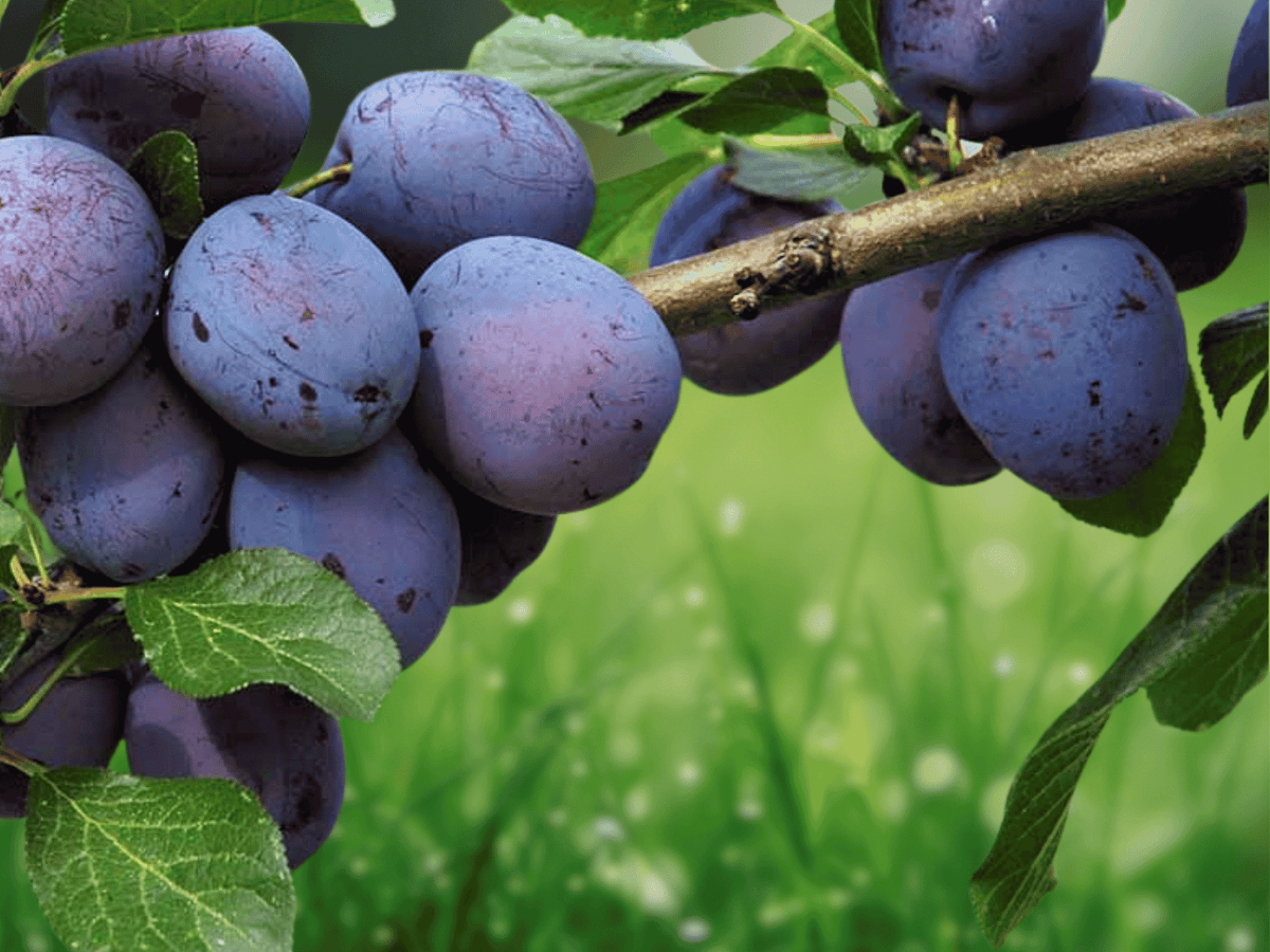 3 Live Plants American Plum Tree 12 Inch Tall Starter Prunus americana