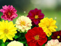 25 Seeds Dahlia Pinnata Mixed Colors Compact Bedding Perennial Easy Grow Ornamental Garden Flower