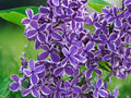 25 Seeds Syringa Vulgaris Purple White Bicolor Lilac Fragrant Cold Hardy Perennial Shrub