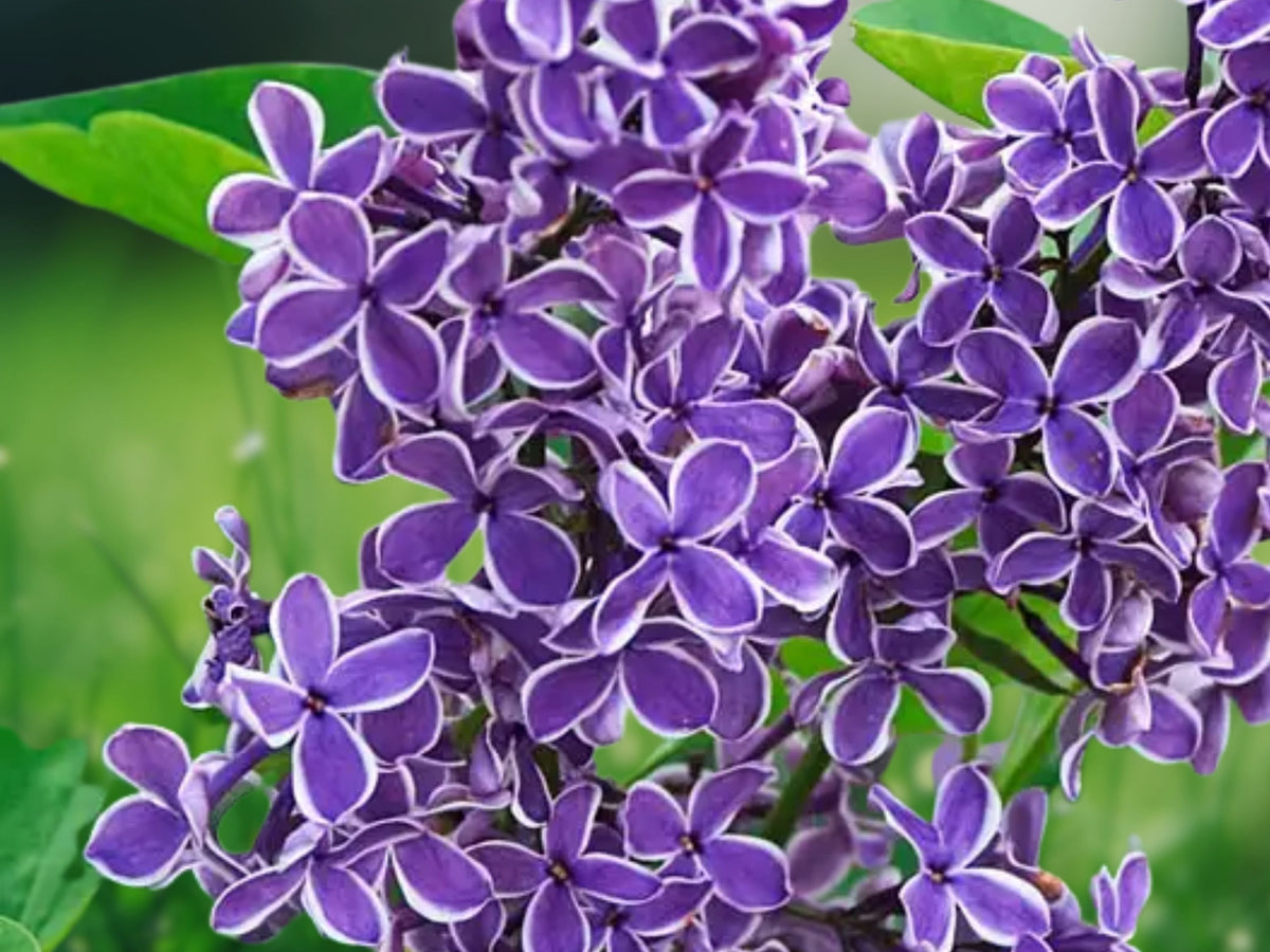 25 Seeds Syringa Vulgaris Purple White Bicolor Lilac Fragrant Cold Hardy Perennial Shrub