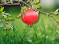 2 Live Plants Pomegranate Tree Shirin Pust Ghermez Saveh Cold Hardy