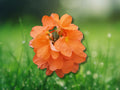 2 Orange Crossandra Plant Plugs Crossandra Infundibuliformis 5-7 Inch Tall