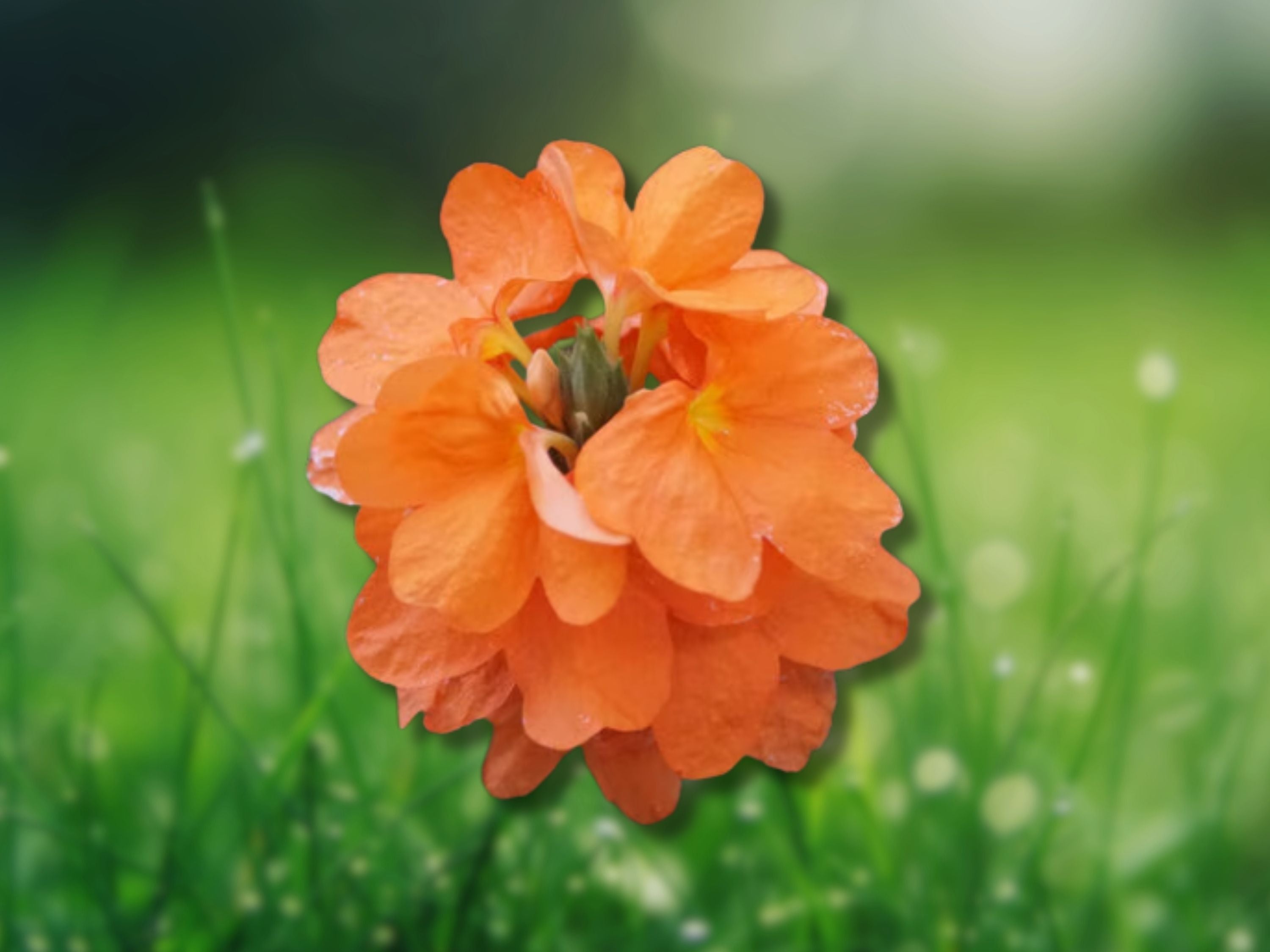 2 Orange Crossandra Plant Plugs Crossandra Infundibuliformis 5-7 Inch Tall