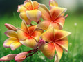5 Yellow Orange Plumeria Seeds Frangipani Tropical Flower Tree Fragrant Exotic Patio Garden Warm Climate