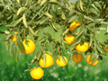 5 Seeds Citrus sulcata Sambokan Lemon Sweet Lemon Tree
