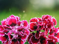 100 Black Cherry Carnation Seeds Fragrant Dianthus Caryophyllus Hardy Perennial Deep Red Bloom